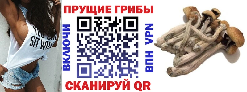 даркнет сайт гидра маркетплейс Галлюциногенные грибы мицелий Ногинск